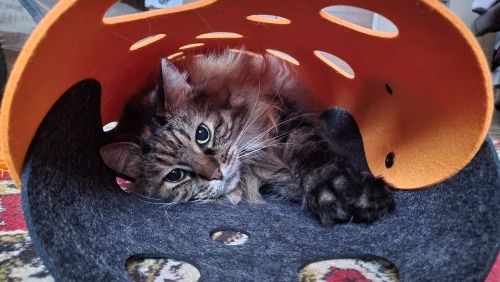 De Kattentunnel | Het multifunctionele kattenspeeltje