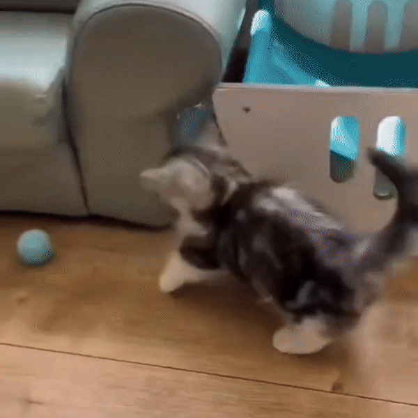 Smart Cat Ball | De beste speelbal voor katten!